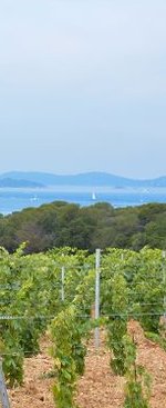 Vine